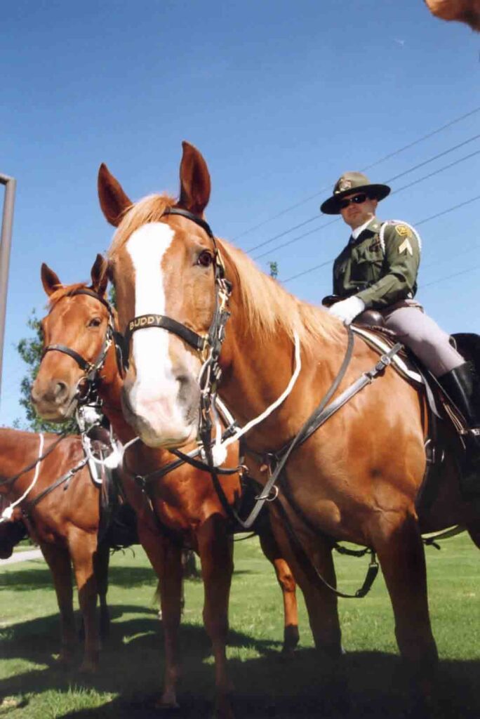 Mounted patrol horses and an officer on the grass under a blue sky