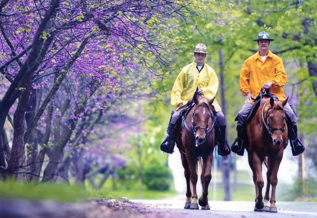 Two mounted officers in yellow rain slickers ride beneath blooming redbud trees