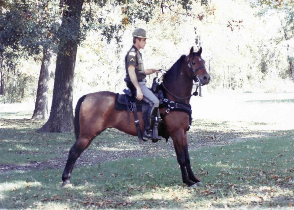 Mounted officer on a dark bay horse under the trees